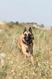 MALINOIS 345